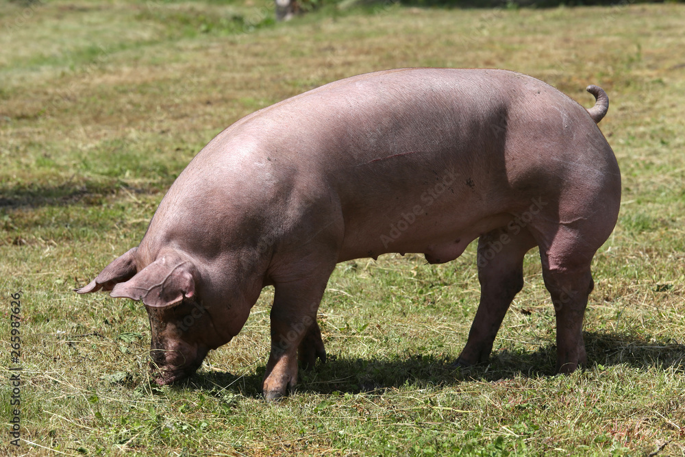Domestic female pig grazing on animal farm summertime Domestic female pig grazing on animal farm summertime