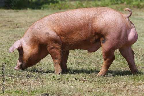 Beautiful young domestic pig breeding on animal farm