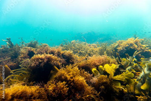 Colorful kelp vegetaion in cold nordic water.