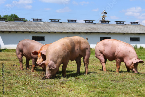 Domestic pigs grazing on animal farm summertime