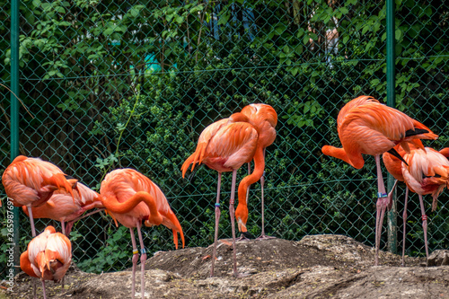 Flamingos