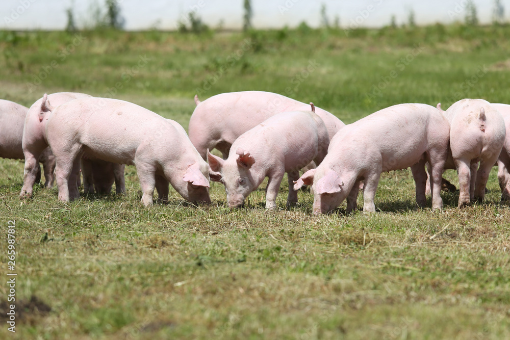 Group of small pigs eating fresh green grass on the meadow Group of small pigs eating fresh green grass on the meadow