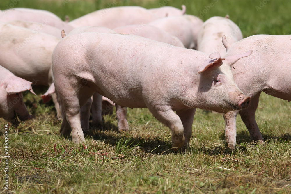 Pigs farming raising breeding in animal farm rural scene Pigs farming raising breeding in animal farm rural scene