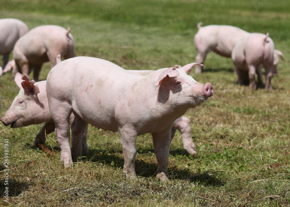 Domestic pigs on the meadow on animal farm Domestic pigs on the meadow on animal farm