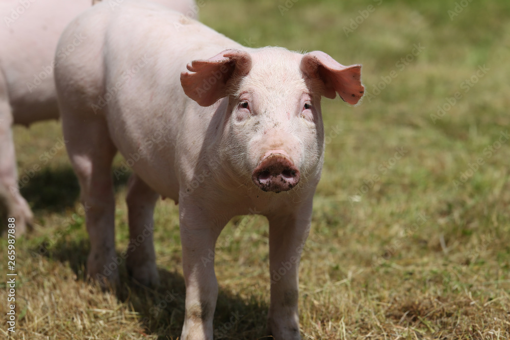 Pigs farming raising breeding in animal farm rural scene Pigs farming raising breeding in animal farm rural scene