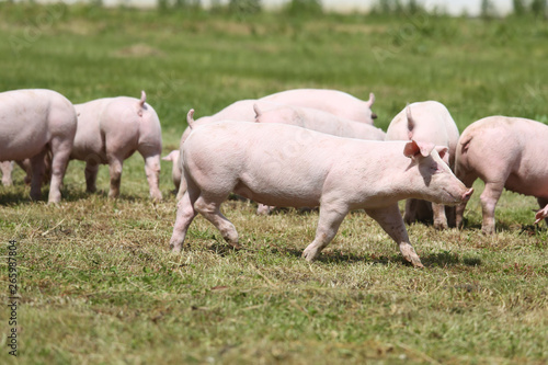 Fototapeta Naklejka Na Ścianę i Meble -  Herd of piglets on animal farm summetime
