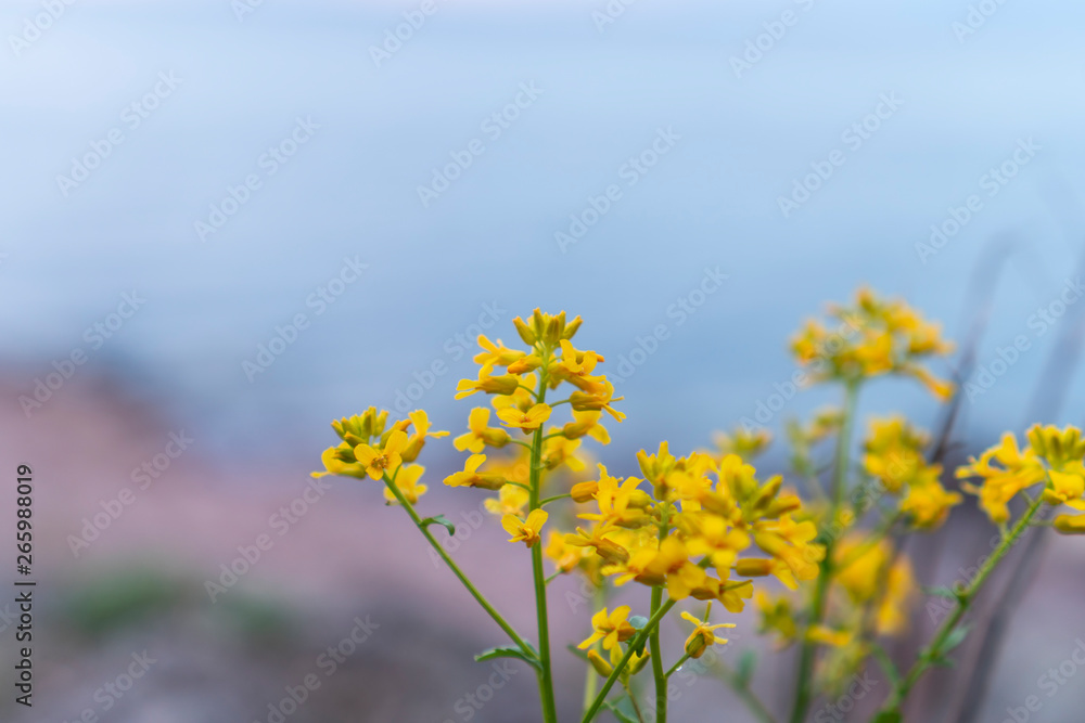 Yellow flowers on the nordic coast with pleasing bokeh. Yellow flowers on the nordic coast with pleasing bokeh.