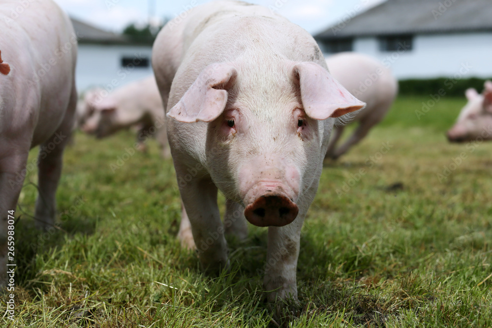 Young piglet on green grass meadow at pig breeding farm rural scene Young piglet on green grass meadow at pig breeding farm rural scene