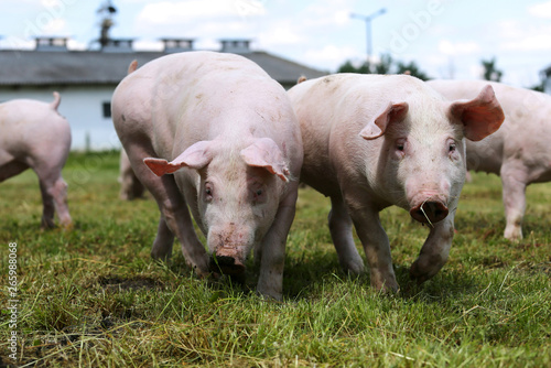Close up portrait of two piglet on the meadow © acceptfoto