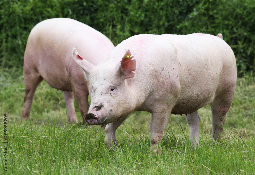 Pigs farming raising breeding in animal farm rural scene Pigs farming raising breeding in animal farm rural scene