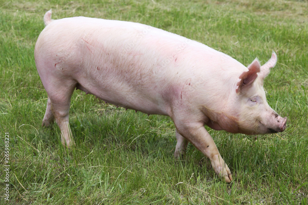 Little pink growing piglet grazing on rural pig farm Little pink growing piglet grazing on rural pig farm