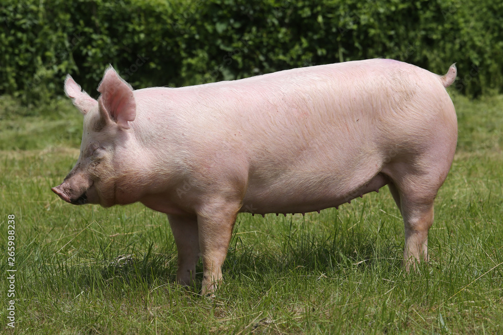 Side view shot of a pig on animal farm Side view shot of a pig on animal farm