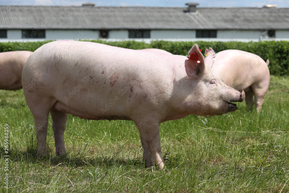 Side view photo of a young domestic pig Side view photo of a young domestic pig