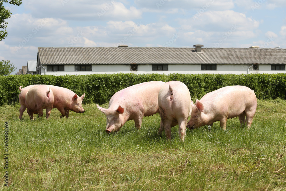 Panoramic view of an animal farm rural scene Panoramic view of an animal farm rural scene