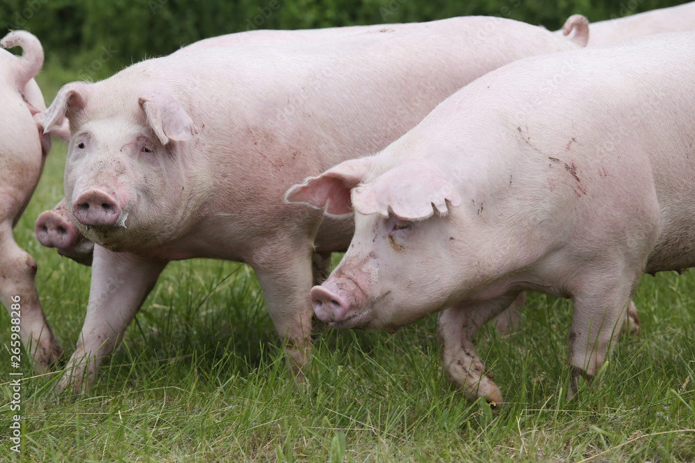 Group of young sow grazing on pasture Group of young sow grazing on pasture