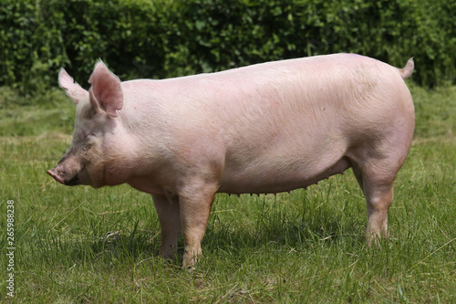 Side view shot of a pig on animal farm