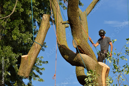 Arborist dismantling tree, holding log with ropes