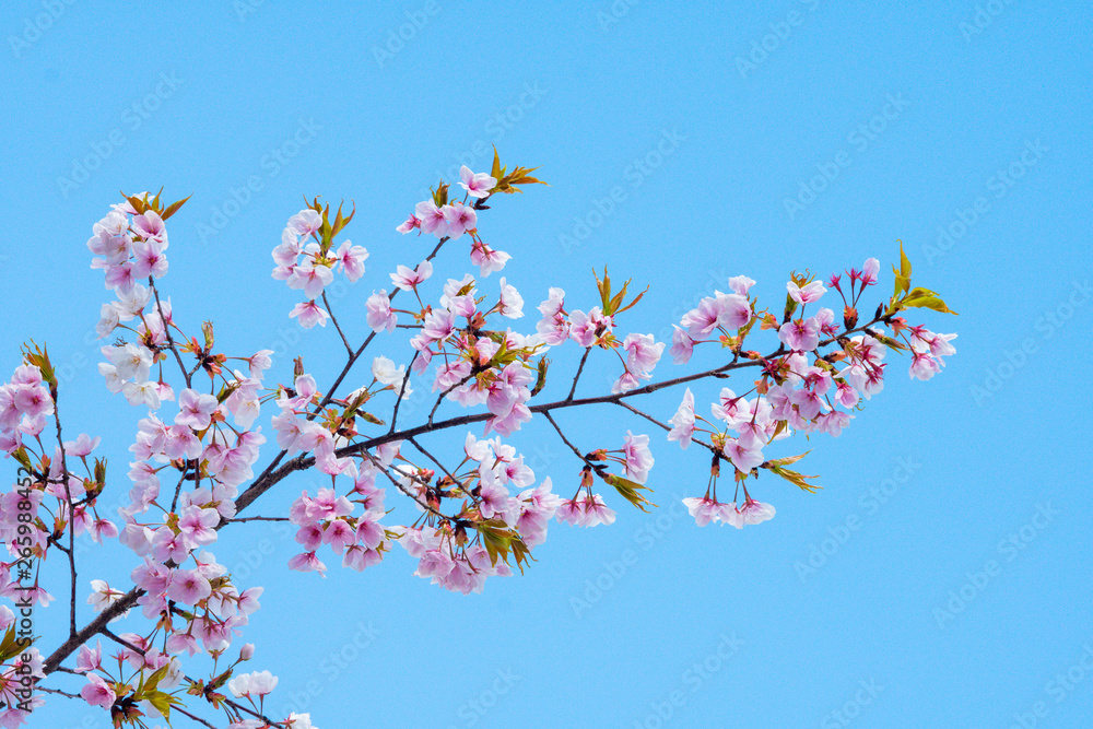 Cherry blossom in spring for background or copy space for text Cherry blossom in spring for background or copy space for text