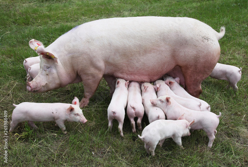  Piglets suckling from fertile sow on summer pasture