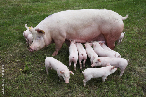 Piglets suckling on the farm. Little piglets household. Lovely pets © acceptfoto