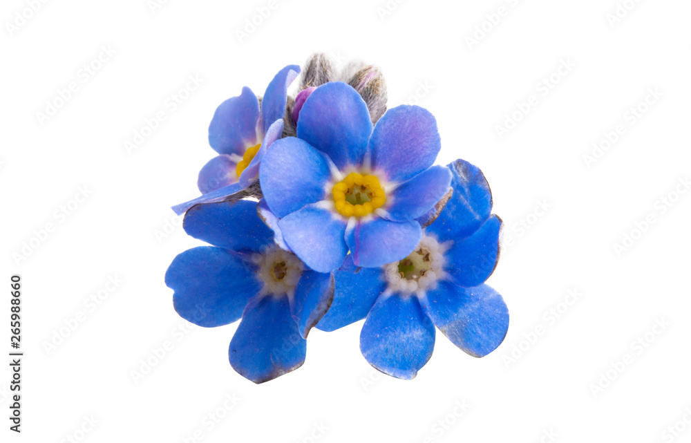 forget-me-not isolated forget-me-not isolated