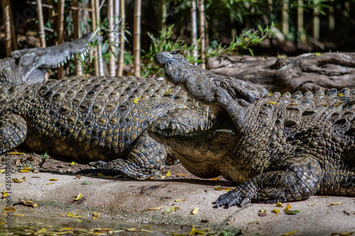 Nile crocodile