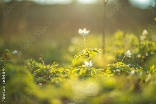 Early spring thimbleweed, Anemone nemorosa. photo