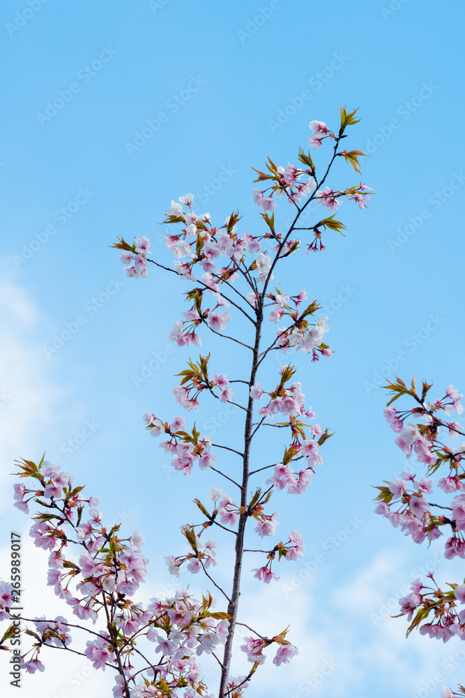 Cherry blossom in spring for background or copy space for text Cherry blossom in spring for background or copy space for text