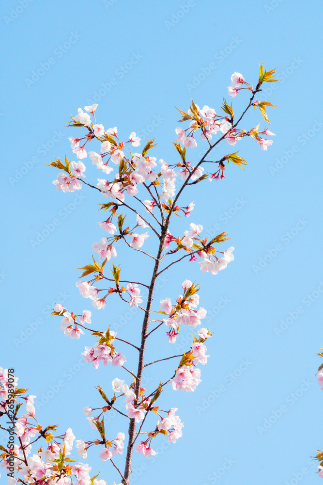 Cherry blossom in spring for background or copy space for text Cherry blossom in spring for background or copy space for text