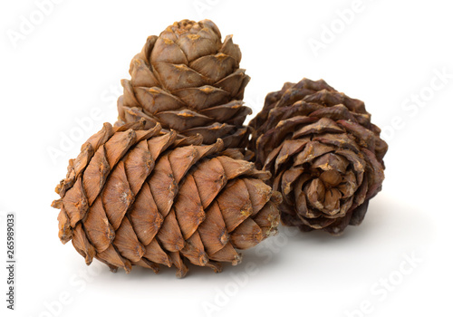 Ripe pine cones full of nuts photo