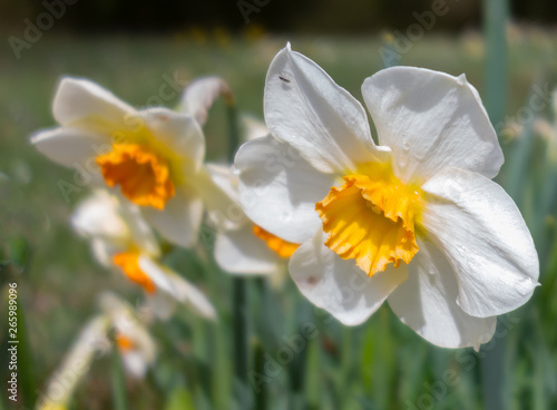 Narcissus flower with visitors. photo