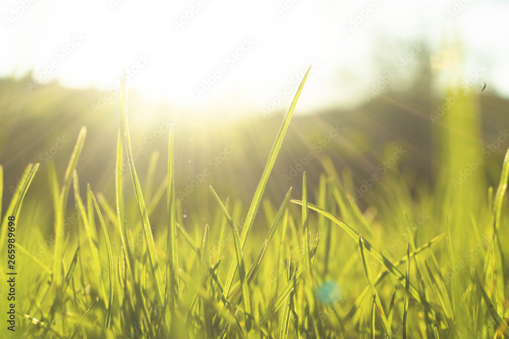 macro photo of a fresh green grass in the summer field under the sun shine backgrounds