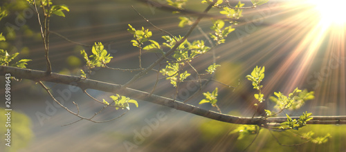 close up photo of young fresh juicy leafs of a tree in the summer season covered with sun beam © Mihail
