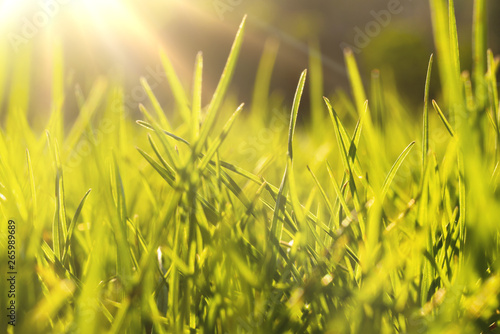 macro photo of a fresh green grass in the summer field under the sun shine backgrounds