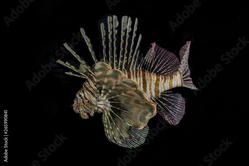 Lion fish in the Red Sea colorful fish  Eilat Israel