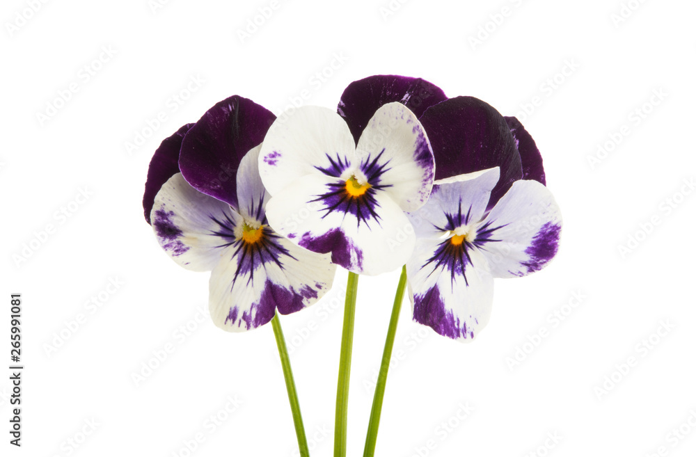 Fototapeta premium pansy flower isolated