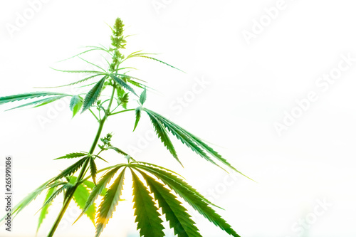 Sunset cannabis field. Marijuana plants, commercial grow. Hemp in sunset sunlight. Concept of herbal alternative medicine, CBD oil