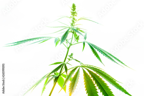 Fototapeta Naklejka Na Ścianę i Meble -  Sunset cannabis field. Marijuana plants, commercial grow. Hemp in sunset sunlight. Concept of herbal alternative medicine, CBD oil