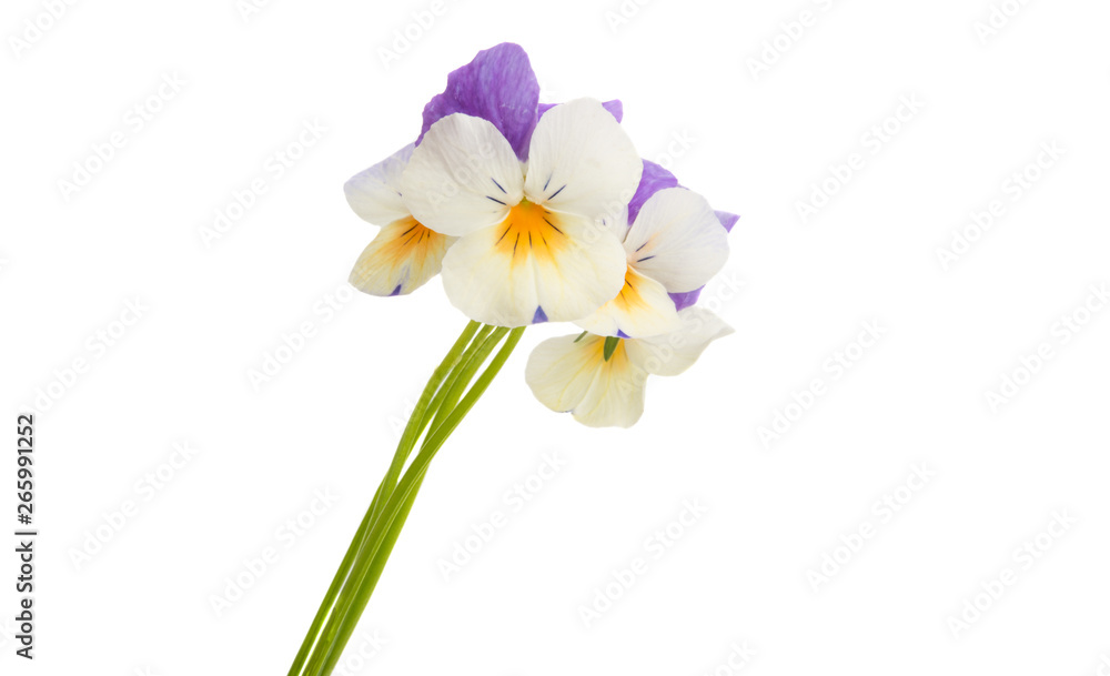 Fototapeta premium pansy flower isolated