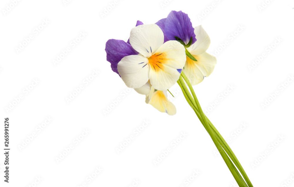 Naklejka premium pansy flower isolated