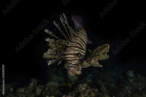 Lion fish in the Red Sea colorful fish, Eilat Israel