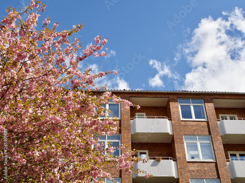Canvas Print Lovely cherry blossoms in full bloom in Copenhagen, Denmark