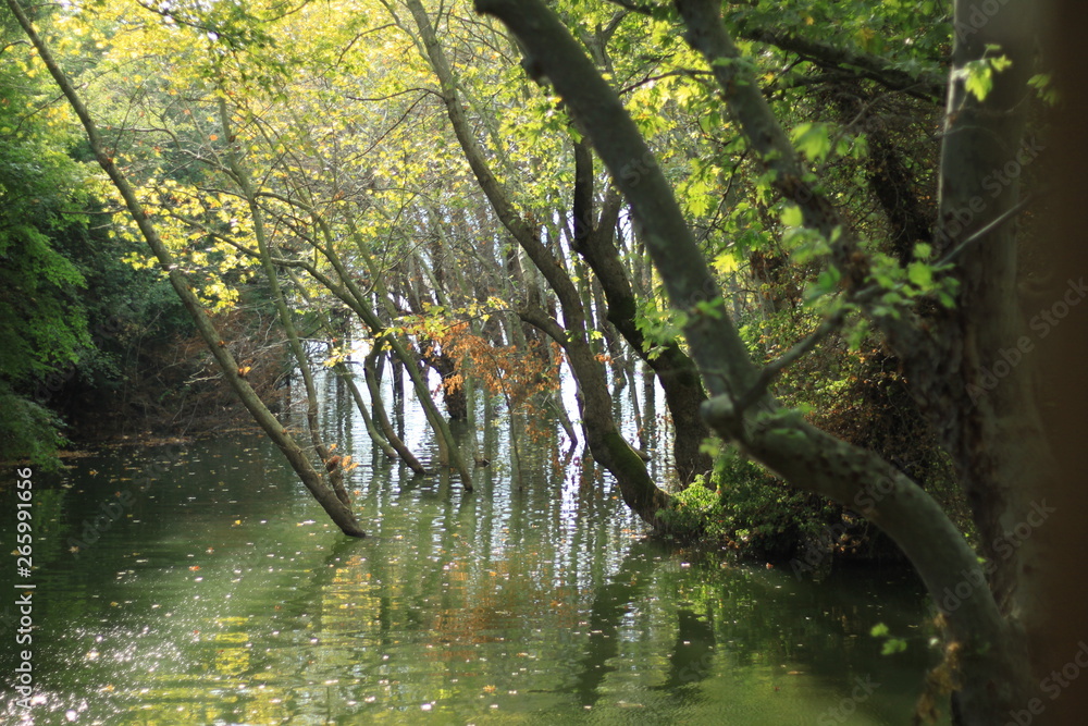 Fototapeta premium lake and trees