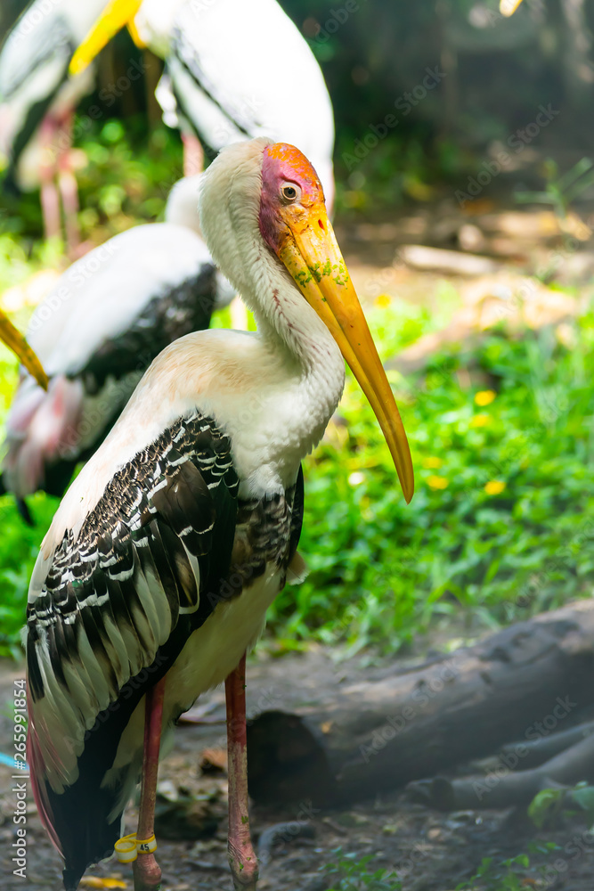 Obraz premium Painted Stork, Mycteria leucocephala