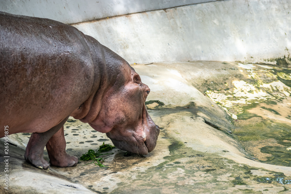 The background with copy space of Hippopotamus in the farm zoo. As know as hippo, it is a large herbivorous. The background with copy space of Hippopotamus in the farm zoo. As know as hippo, it is a large herbivorous.