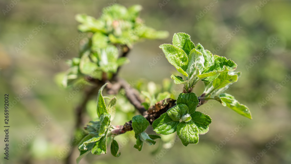 tree branch with earlier green leaves, macro view tree branch with earlier green leaves, macro view