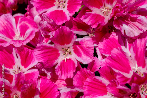 pink flowers in the garden