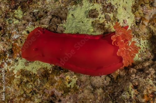 Sea slug in the Red Sea Colorful and beautiful, Eilat Israel