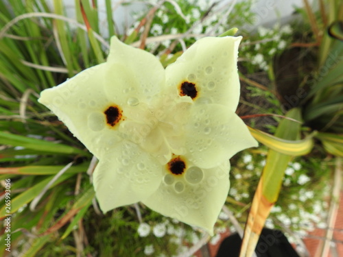 Wallpaper Mural Original Torontodigital.ca