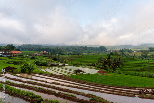 Overlooing Terraced Rice Fields photo